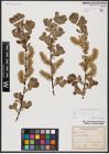 Foto von Salix aurita L.